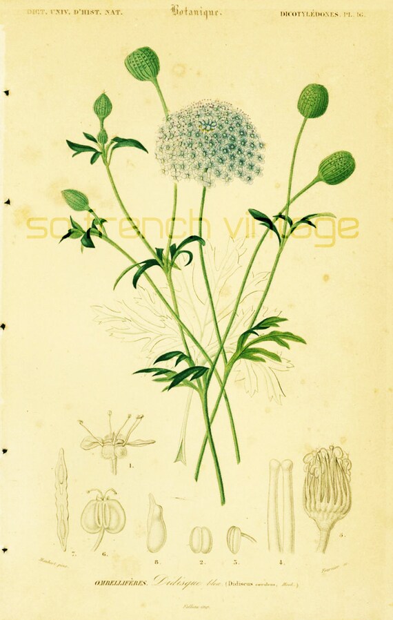 1861 Didisque bleu Orbigny gravure ancienne Histoire Naturelle Botanique 19ème s. Lithographie Didiscus coeruleus