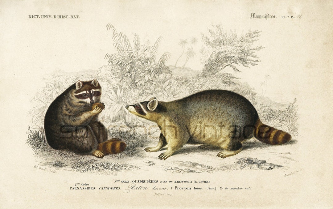 1861 Racoon Engraving Antique Animal Print Drawing Racoon - Etsy