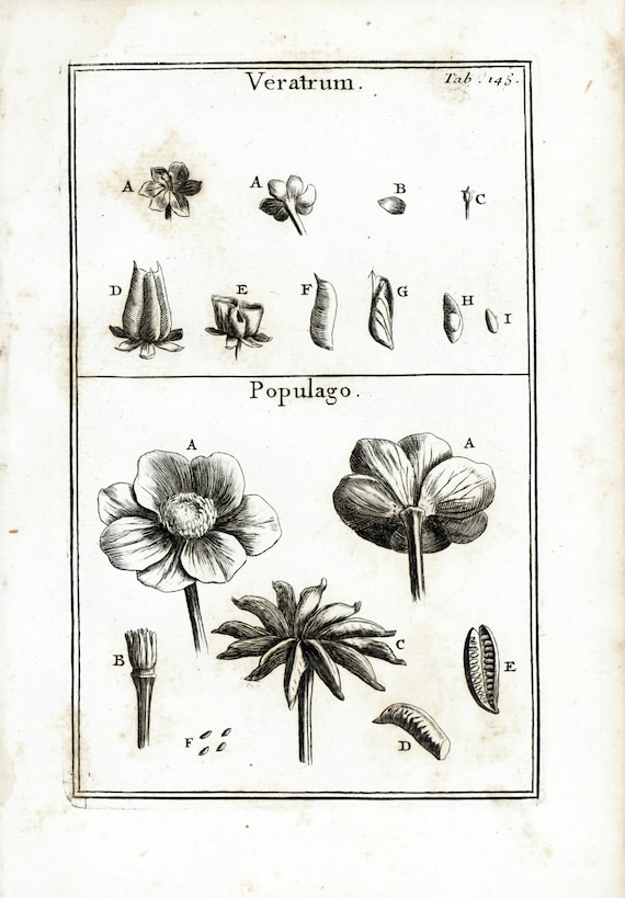 1797年 オリジナル彫刻 キンポウゲ ヴェラトル アンティーク植物図鑑