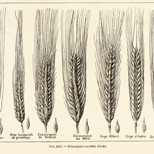 1922 Cereal Variety Hordeum Bardeum Hordeum YEAR BOTIC ilustración Larousse