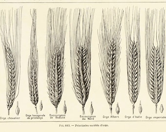 1922 Antique Print of Hordeum CEREAL PLANT Malting beer Whiskey Larousse French vintage