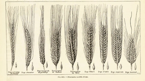 1922 Getreidesorte Gersten-Epis Hordeum ALTES BRETT BOTANICAL Illustration  Larousse - Etsy Schweiz