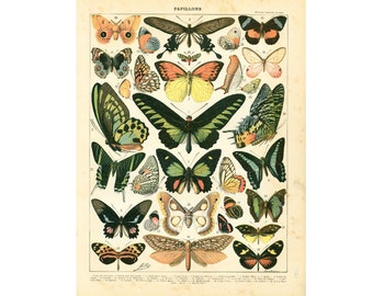 1897 Tropical Butterflies, XL print,  Antique french Larousse, Beetles, Bugs, 115 Years Old Entomology,Butterfly Wall Art