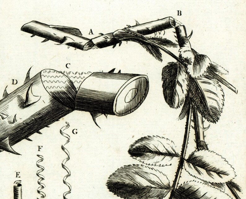 Pode incluir: Uma ilustra&ccedil;&atilde;o em preto e branco de um caule de rosa com espinhos e folhas. O caule &eacute; etiquetado com as letras A a G.