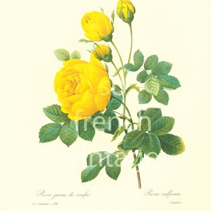 1983 Rosa Sulfura Sulphur Yellow Rose Large Format Pierre Joseph Redouté Botanical Rose Flowers