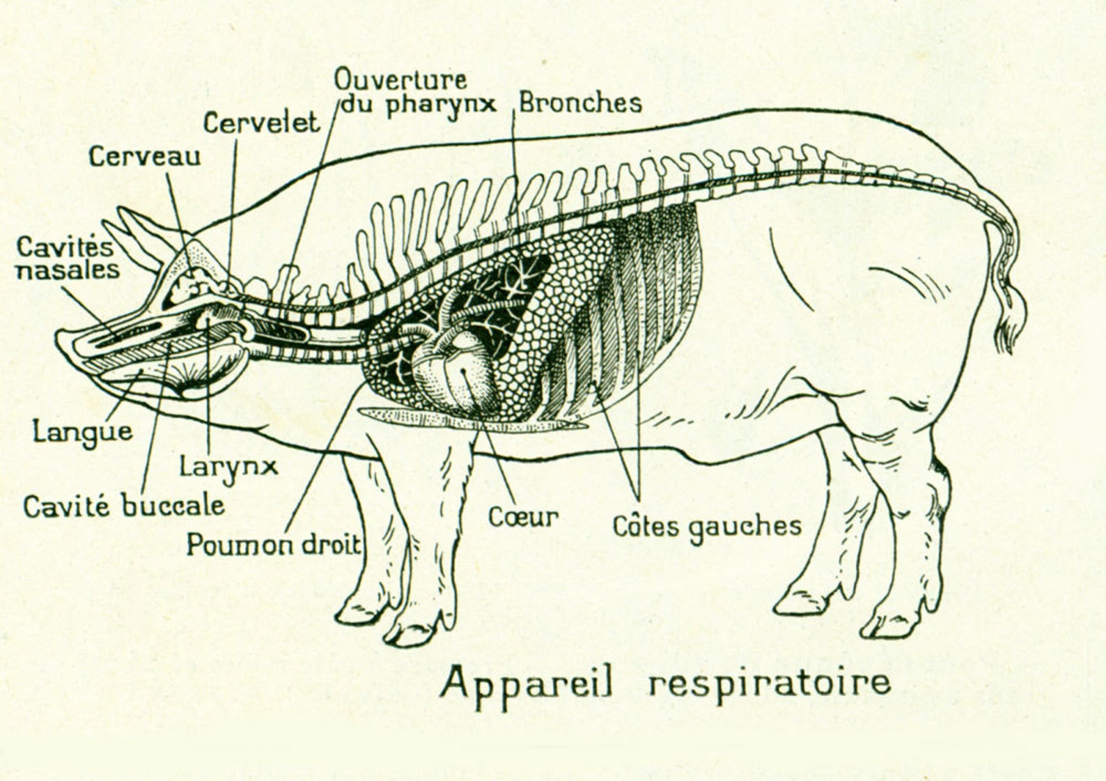 1922 Anatomie du Porc Suidés Planche vétérinaire Ancienne Etsy