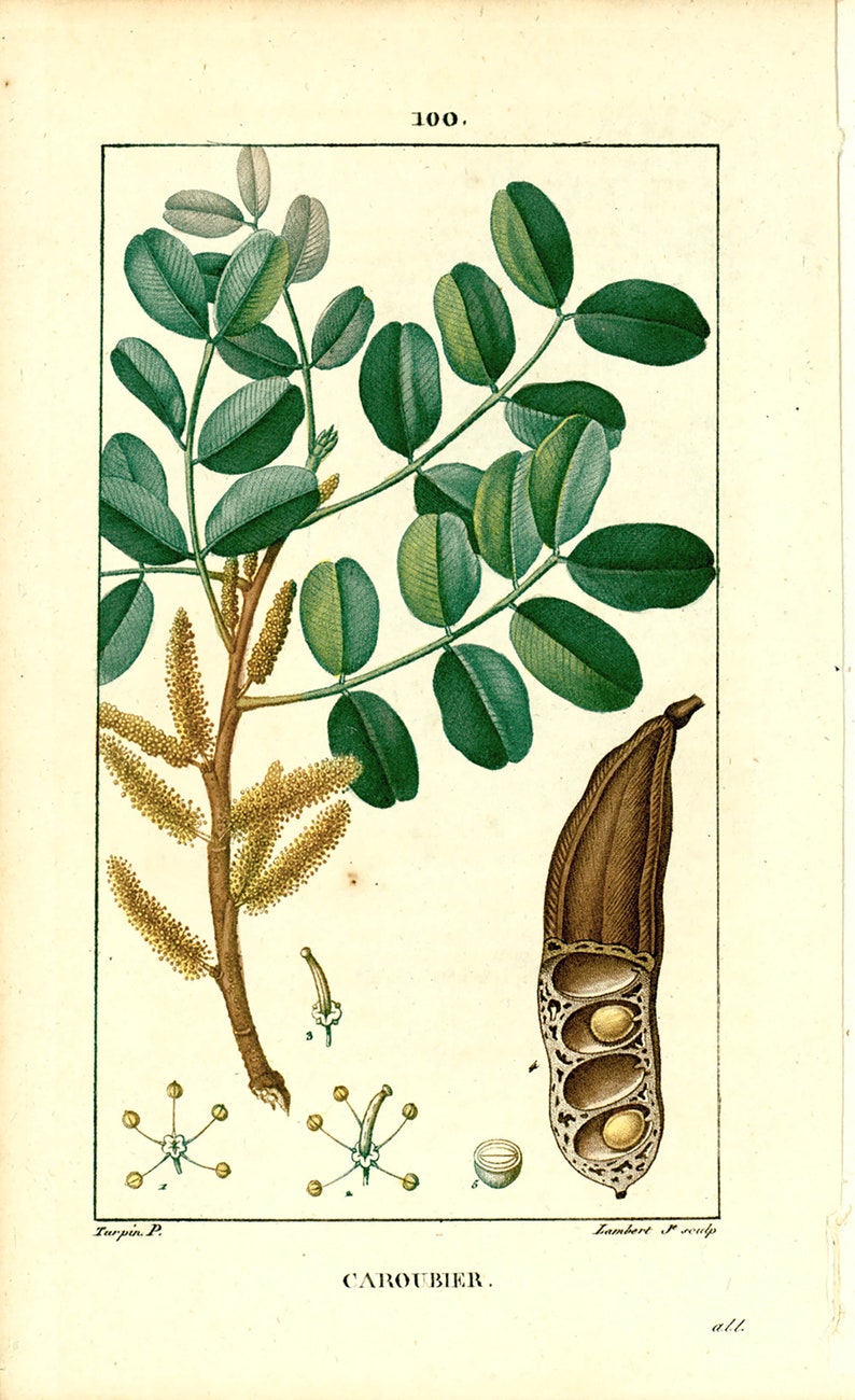 1814 Antique Carob Tree Print Medicinal Plant Botanical Botany Etsy