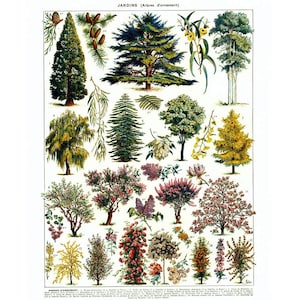 1933 Vintage Trees Print. Garden Trees. Antique Ornamental Tree Print ...