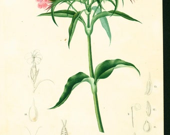 1861 Sweet William Antique Engraving, Hand Colored Original