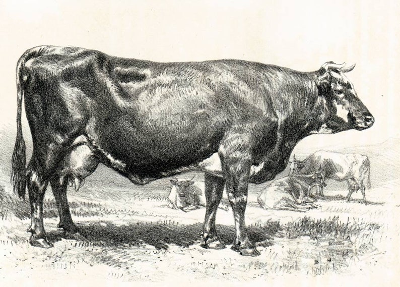 Cattle Farming 1858 Dairy Cattle Normande Antique Cow French Breeds Print Farm Decor French vintage Cow Bull breeds