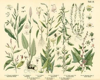 1885 Polygonaceae Chenopodium Persicaria Antique Lithograph Print poster Identication chart