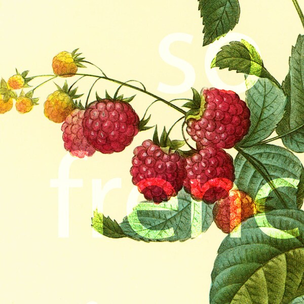 Raspberry Decor - Etsy