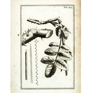 1797 Różany krzew Oryginalna rycina Elementy botaniczne Anatomia Tourneforta Fizjologia roślin Historia naturalna