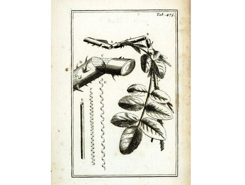 Pode incluir: Uma ilustra&ccedil;&atilde;o em preto e branco de um caule de rosa com folhas e espinhos. O caule &eacute; etiquetado com as letras A a G. A ilustra&ccedil;&atilde;o &eacute; de um livro intitulado "Tab. 475."
