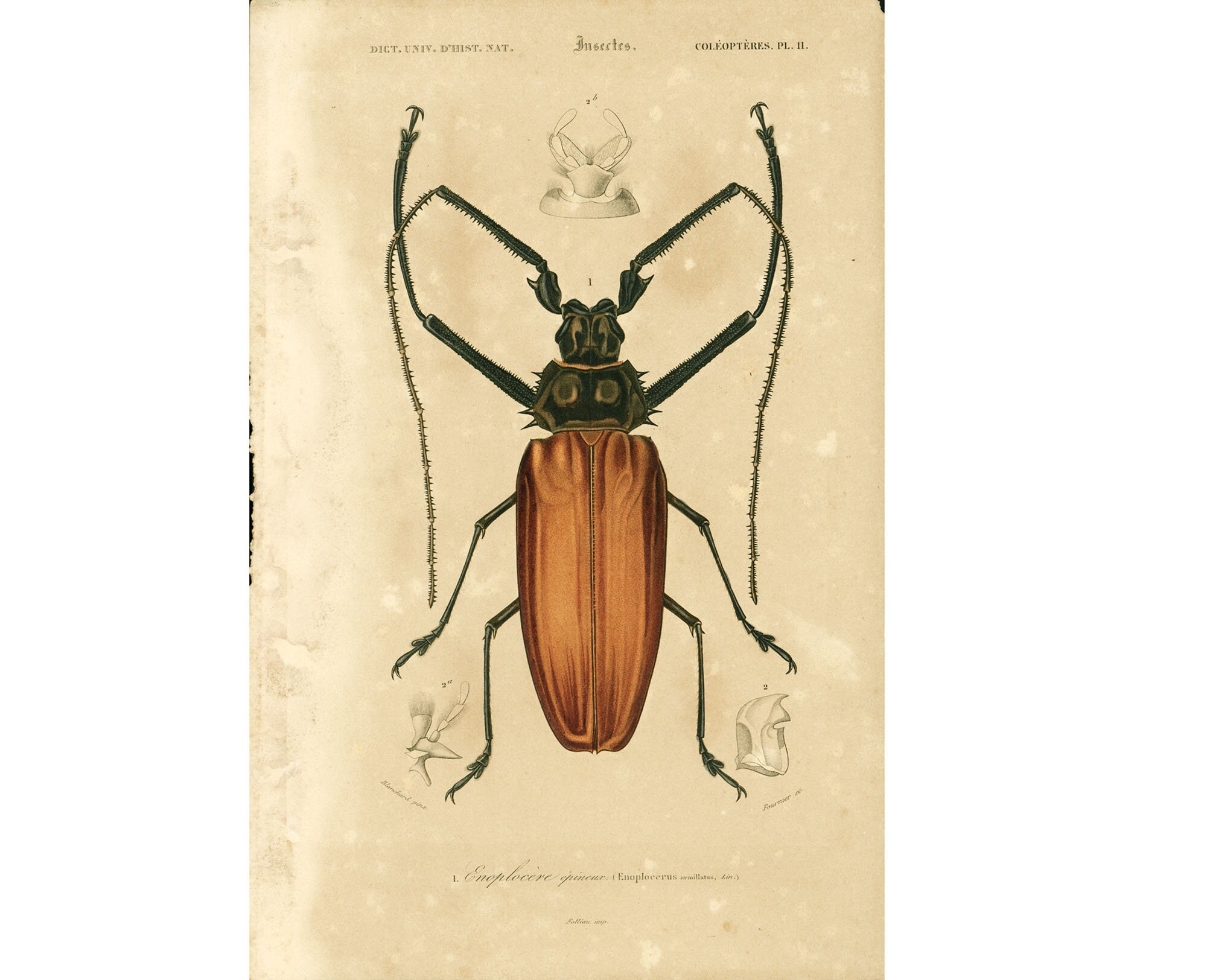 1861 Coleoptere Enoplocere Insectes De Guyane Capricorne Etsy