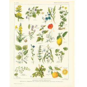 1922 Antique Botanical print of Medicinal Herbs. Chart Identification. French vintage illustration Larousse