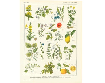 1922 Antique Botanical print of Medicinal Herbs. Chart Identification. French vintage illustration Larousse
