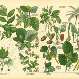 1869 Walnuss-Eichel-Eichen-Pappel, Salix-Weidenkätzchen-Blütenblattnuss, alte botanische Plattenplakatbäume