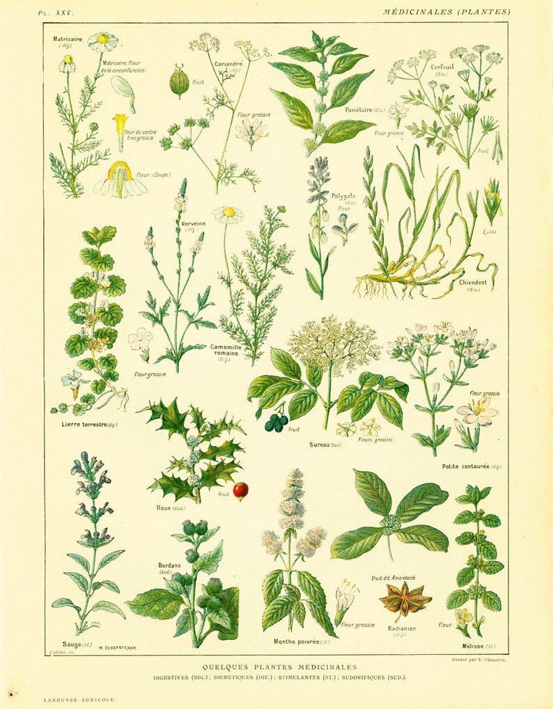 Medicinal Herb Chart