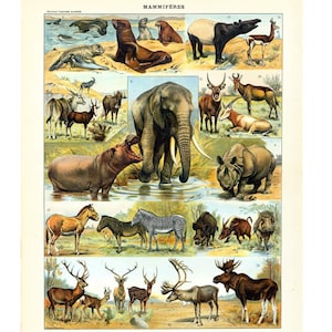 1897 Plaat Oude Zoogdieren Olifant Neushoorn Nijlpaard geïllustreerd Larousse Groot Formaat Encyclopedie Oud 115 JAAR