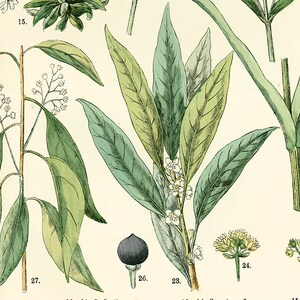 1885 Pink family Silene Caryophyllaceae Saxigraga Antique Lithograph Print poster Identication chart image 5