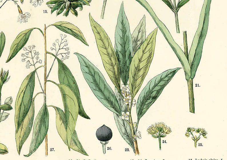 1885 Pink family Silene Caryophyllaceae Saxigraga Antique Lithograph Print poster Identication chart image 5