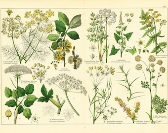 1869 Fenchel Angelica Kümmel, Apiaceae Heracleum Bärenklau Verdauungsheilpflanzen, Naturheilkunde Schrank Dekor Original Botanische Platte