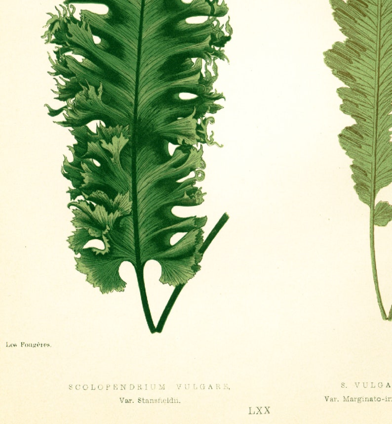 1867 Antique Blechnum Fern Leaf Fronds Print Vintage Botanical Flower Wildflower Home decor Victorian Botanical wall art image 3