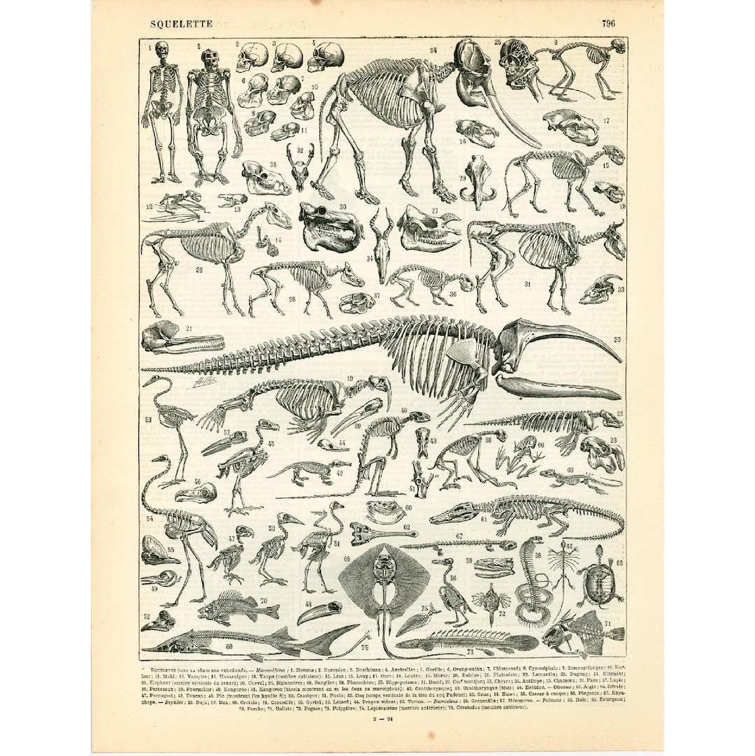 1933 Antique Skeleton Illustration. Animal Anatomy. Paleontology ...