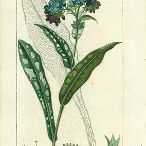1814 Lungwort Pulmonaria officinalis Antique Print Medicinal Plant Nature Botanical Botany Wall Art framing Home decor image 2