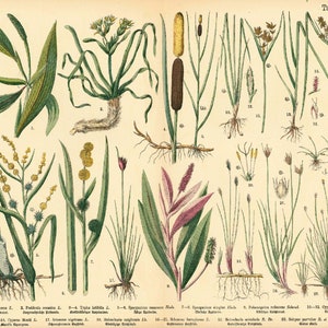 1885 Die Wasserpflanzen Papyrus Cyperus Typha Sparganium Old Plank Botany Poster Poster