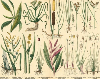1885 Aquatic Plants Antique Sedges Typha Cyperus Posidonia
