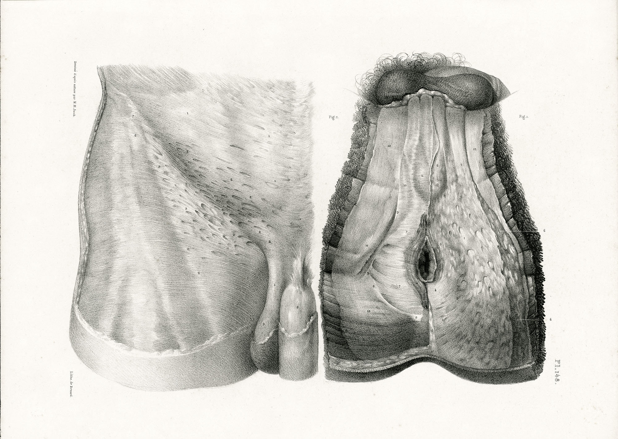 subincision aboriginal