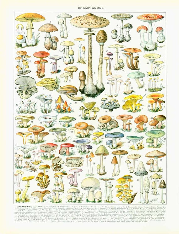 Fungi Identification Chart
