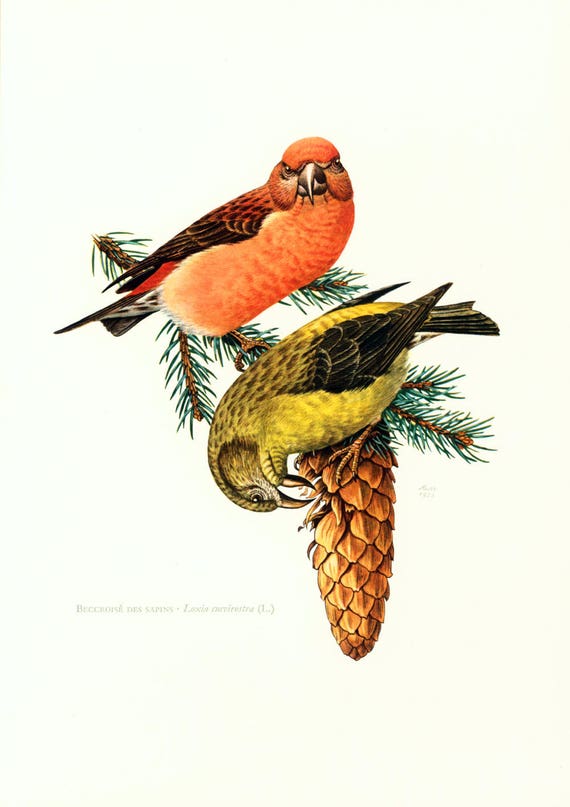 1969年 アカツクシギ。鳥のイラスト、ヴィンテージ装飾、画像、彫刻