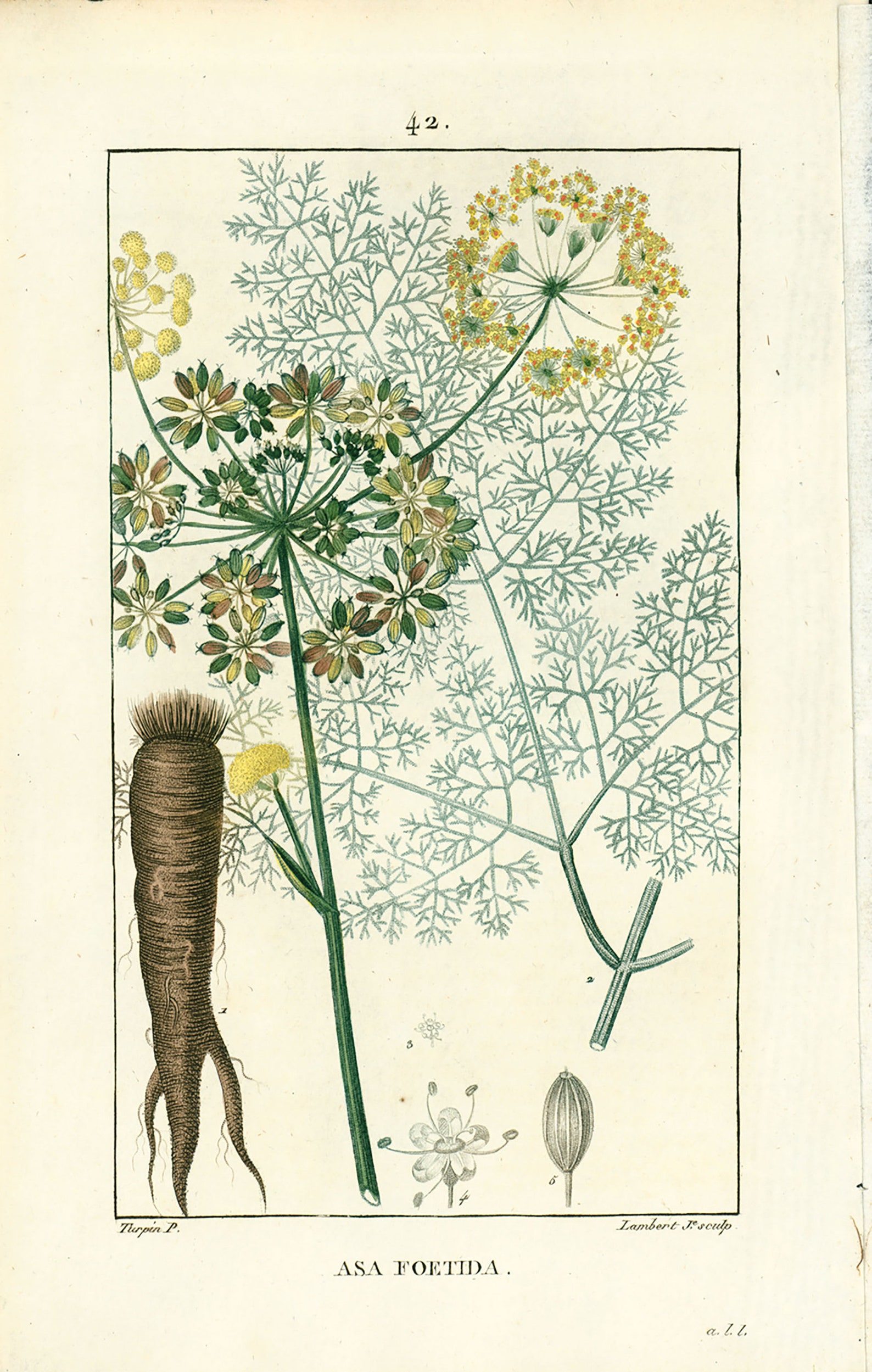 1814 Antique Asafetida Asafoetida Seeds Roots Flower Plant Etsy