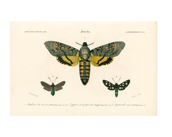 1861 Butterfly death's-head moth, Orbigny antique print, Rare Hand colored 19th century lithograph, yellow butterfly, gift for moth lover