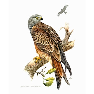 1969 männlicher königlicher Rotmilan Milvus milvus, ornithologische Illustration, Greifvogel