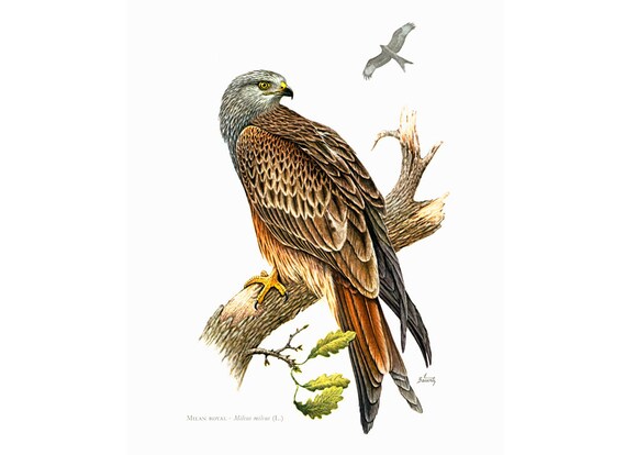 1969 Milan Royal Rouge Mâle Milvus Milvus Illustration Oiseau De Proie Ornithologie Decor Mural Nature