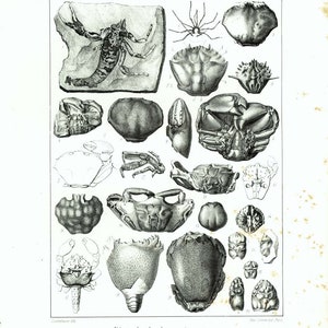 May include: A black and white illustration of various crustaceans and arachnids, including a scorpion, crabs, and lobsters. The image is labeled "Decapodes brachyures et anomoures" and "Publit par J B Bailliers, Libraire à Paris".
