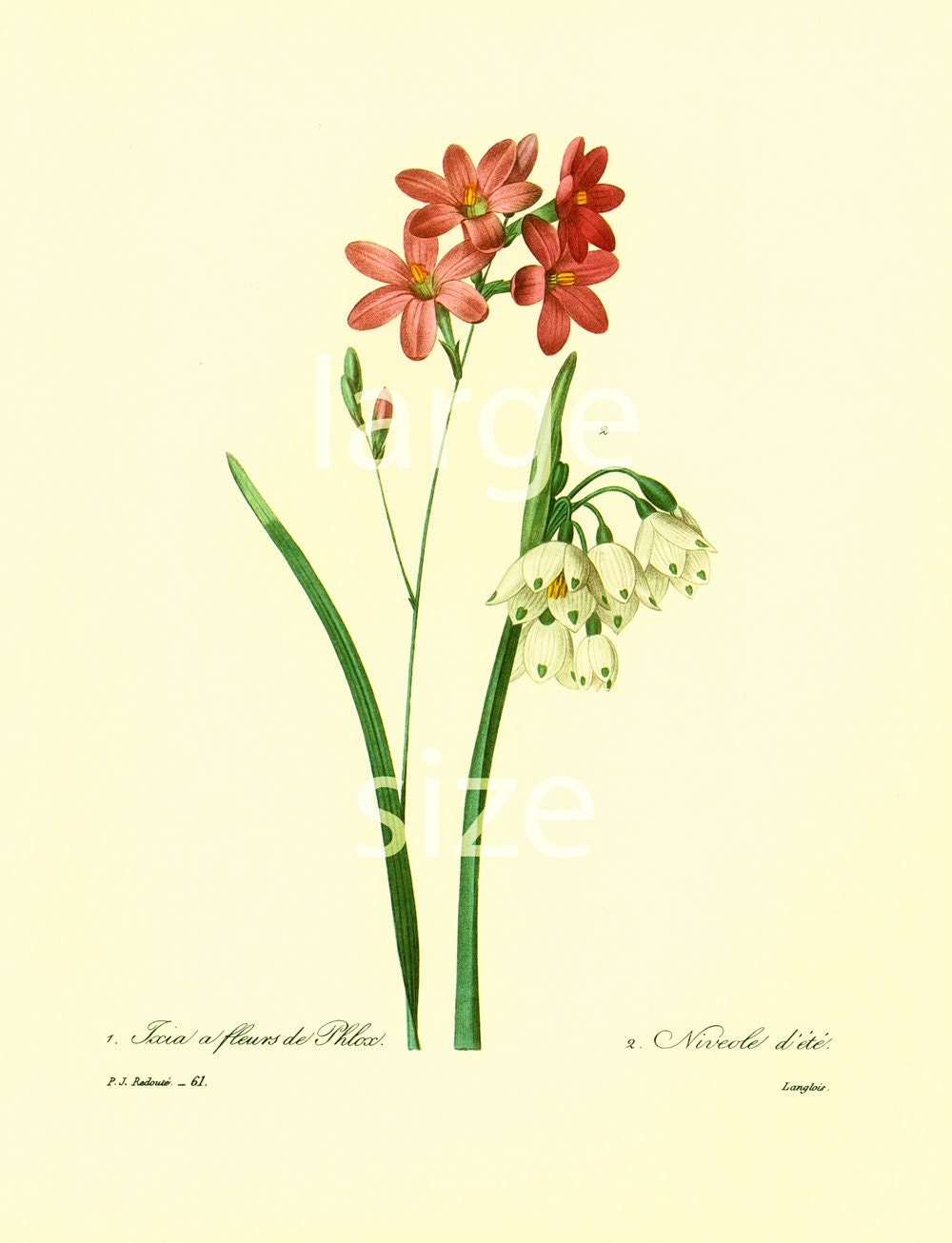 Ixia Corn Lily Large Size Illustration Redoute French Vintage - Etsy