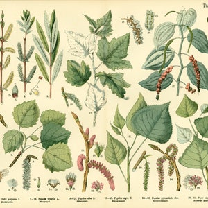 1885 Pappeln Weidenkätzchen Blumenblätter Früchte Altes botanisches Typenschild