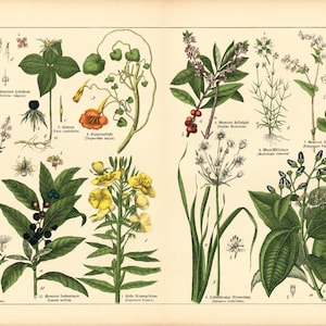 1831 Antique Tropaeolum nasturtium Print True Laurel Lover&#39;s knot Calluna Heather Laurus nobilis Cinnamonum Daphne Herbal Botanical