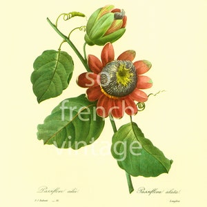 Passiflora alata Red Passion Flower print Large size Redoute Botanical illustration French vintage