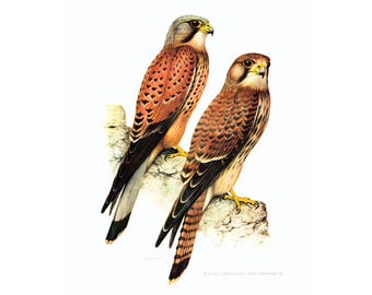 1969 Falcon Kestrel Wall Art, Falcon Print, bird of prey illustration, Vintage Ornithology