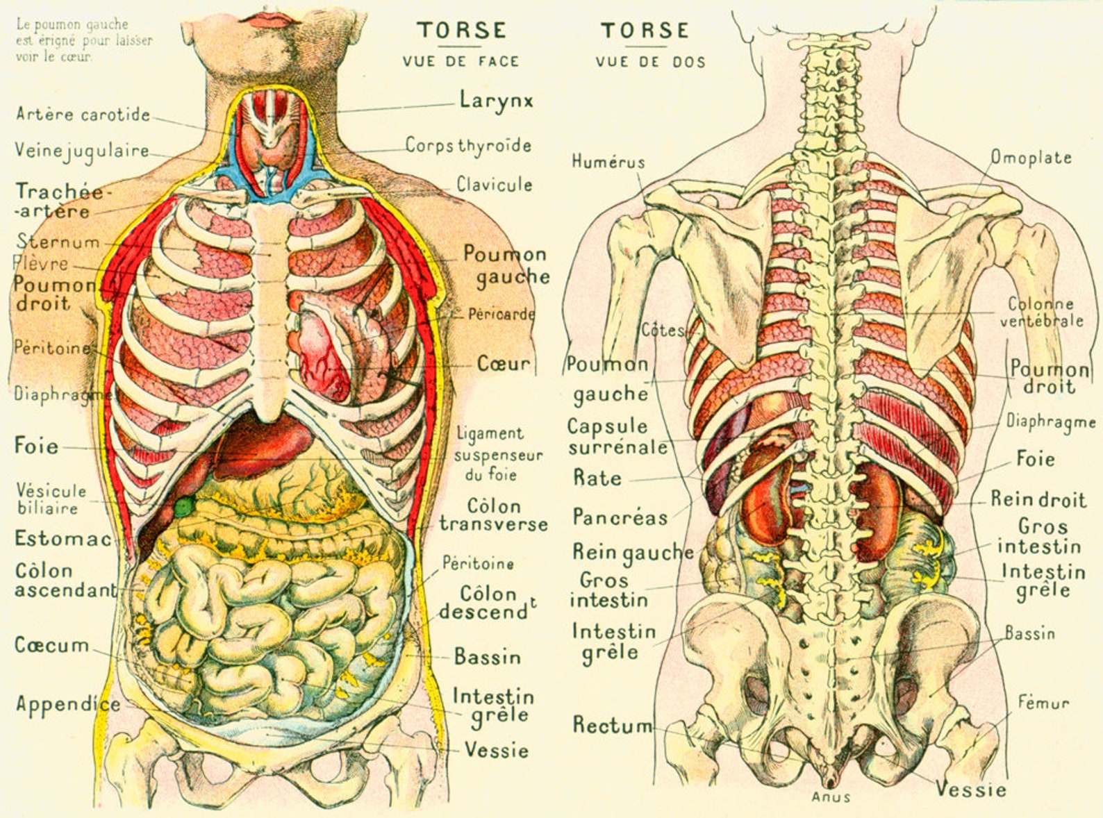 Page De Garde Anatomie 1912 Körper Mensch Körper Anatomie Torso Litzen Abdomen | Etsy