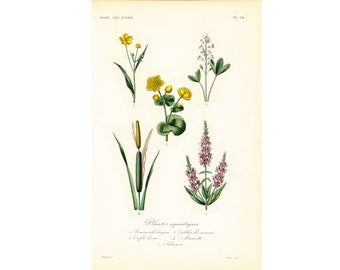 1864 Aquatic Plants Kingcup Flower Plants Antique Botanical Print original Flower engraving Natural History framing