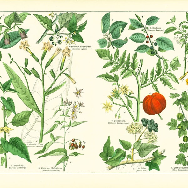 1869 Antique Tobacco Belladonna Chinese Lantern Solanum Buckthorn psychoactive drug Fruit Poisonous Plant Print Botanical chart Wall art
