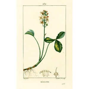 1831 Antique  Menyanthes trifoliata  Print Plant Natural History Botanical Botany Wall Art framing Home decor