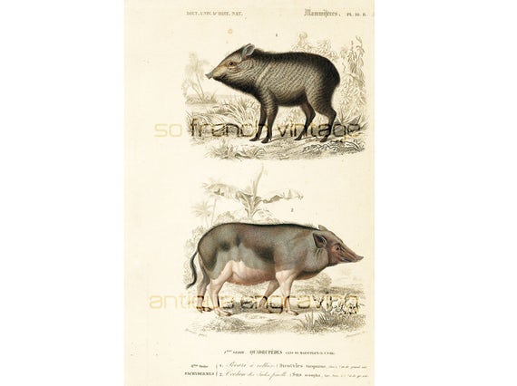 Naturgeschichte 19 1861 Affen Sajou Alten Original Stich Affen